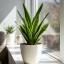 Sansevieria ծաղիկների | ծաղկեպսակների առաքում Երևան
