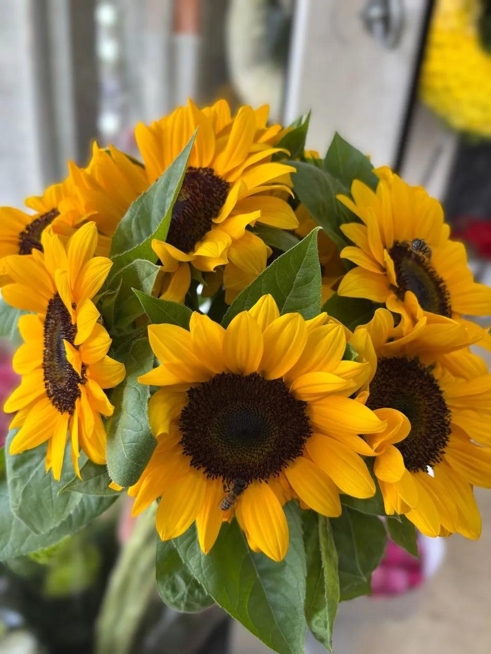 Bunch of sunflowers | ծաղիկներ, ծաղկեպսակներ, բույսեր Երևան