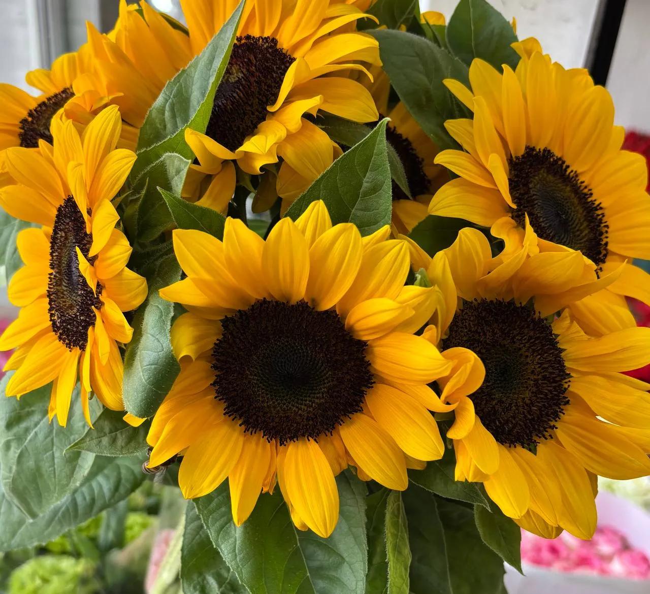 Bunch of sunflowers | ծաղիկներ, ծաղկեպսակներ, բույսեր Երևան