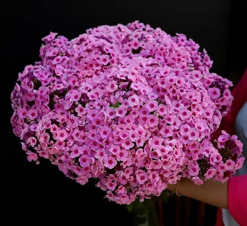 A bunch of phlox | ծաղիկներ, ծաղկեպսակներ, բույսեր Երևան