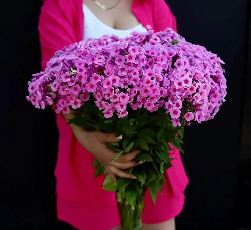 A bunch of phlox | ծաղիկներ, ծաղկեպսակներ, բույսեր Երևան