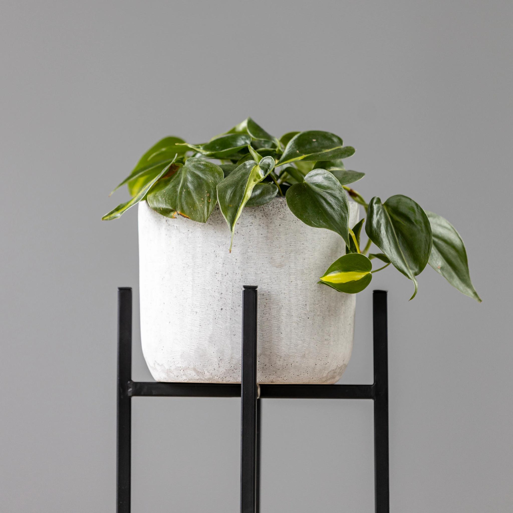 Philodendron Brasil | ծաղիկներ, ծաղկեպսակներ, բույսեր Երևան