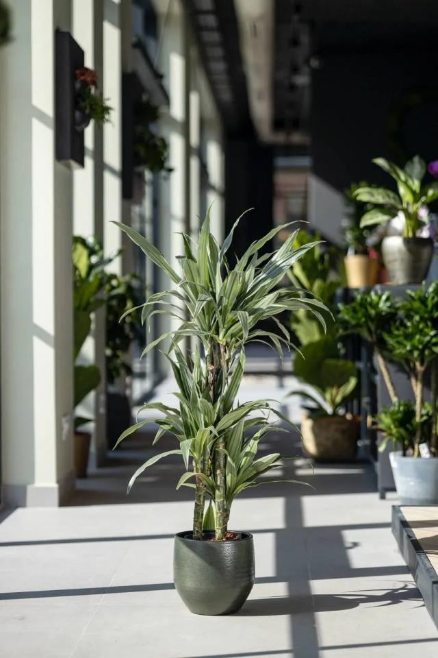 Dracaena Ulises | ծաղիկներ, ծաղկեպսակներ, բույսեր - առաքում Երևան