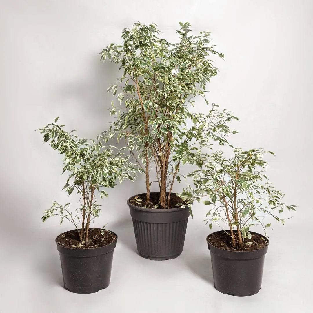 Ficus Twilight | ծաղիկներ, ծաղկեպսակներ, բույսեր Երևան