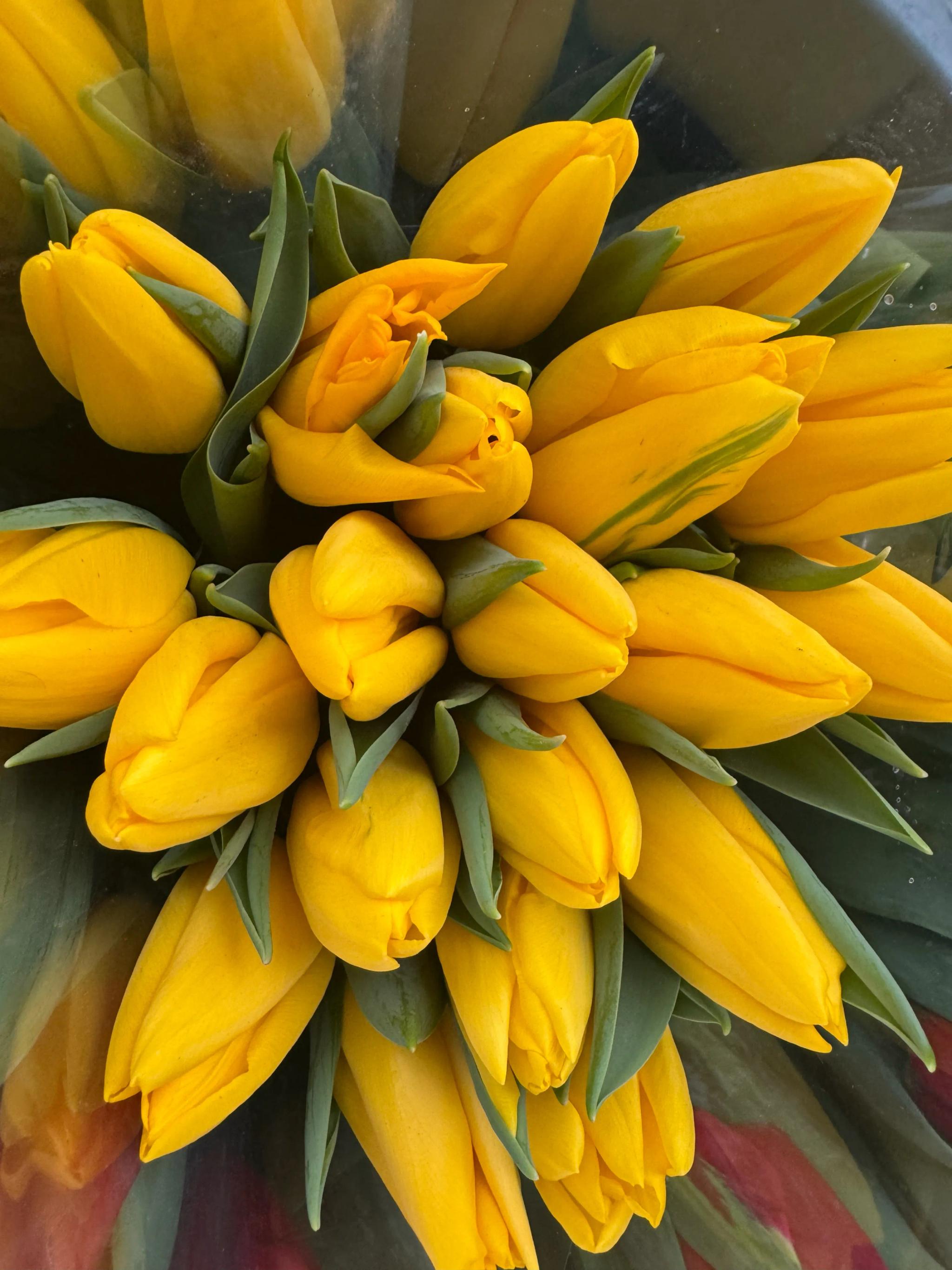 Tulips of different colors | ծաղիկներ, ծաղկեպսակներ, բույսեր Երևան
