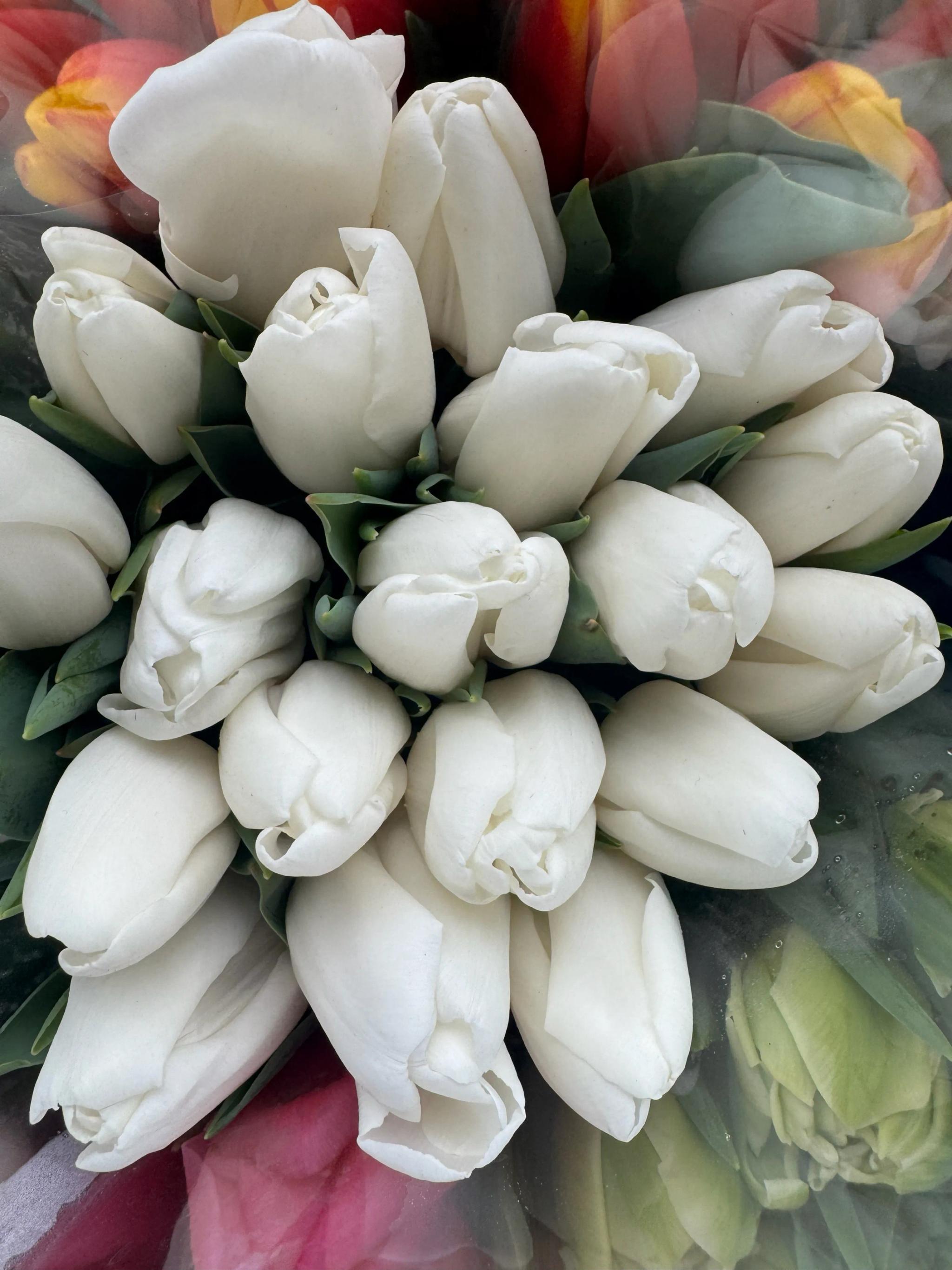 Tulips of different colors | ծաղիկներ, ծաղկեպսակներ, բույսեր Երևան