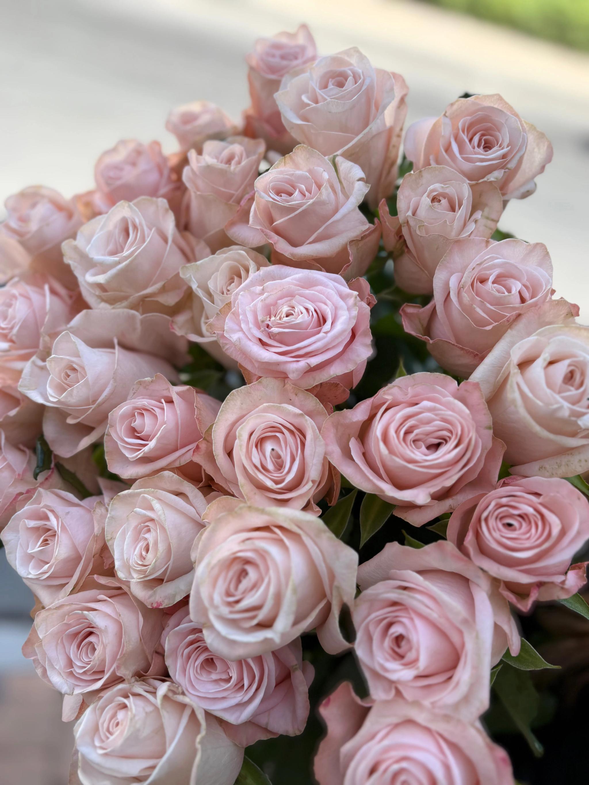 Bunch of pink roses | ծաղիկներ, ծաղկեպսակներ, բույսեր Երևան