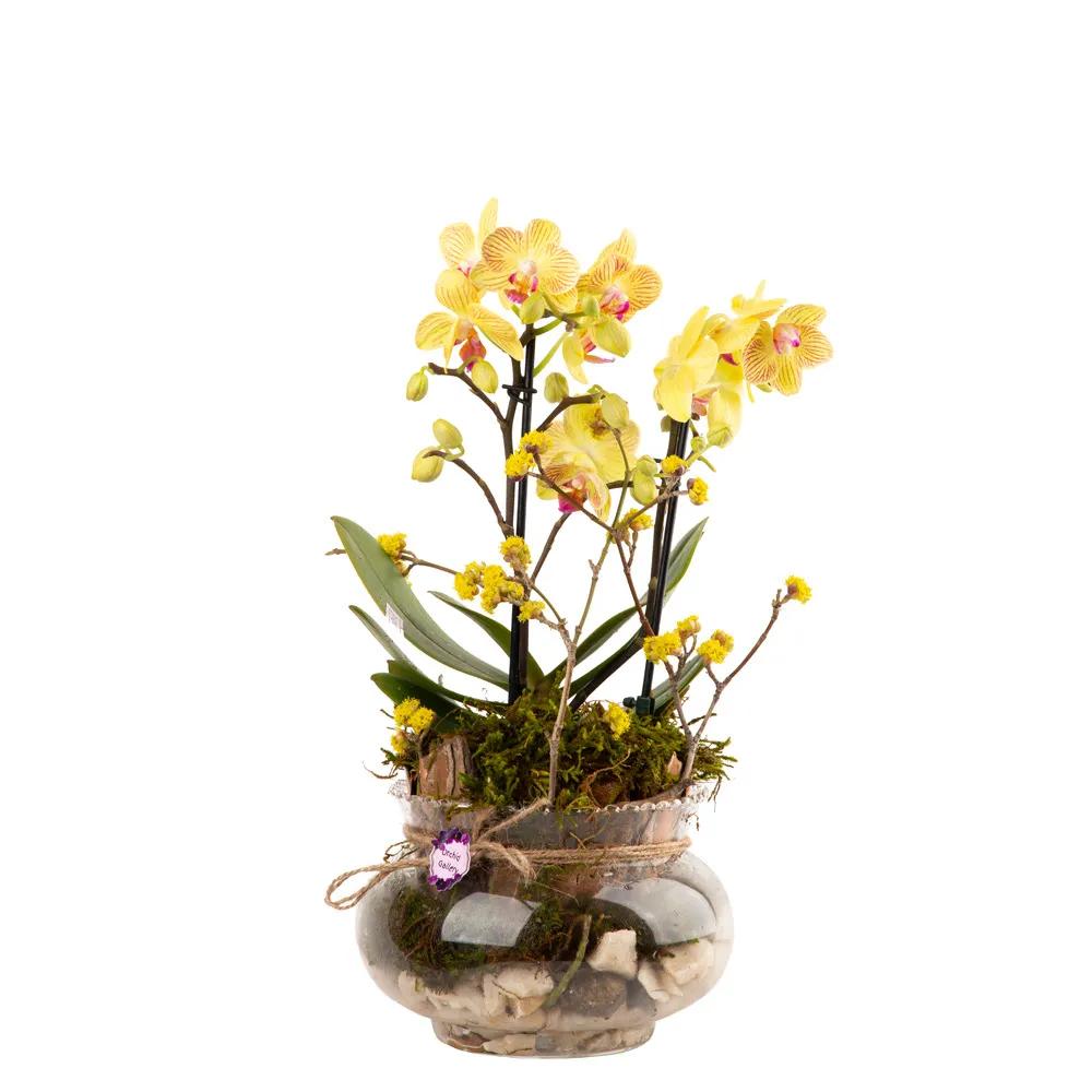 Composition with orchids (Multi) | ծաղիկներ, ծաղկեպսակներ, բույսեր Երևան