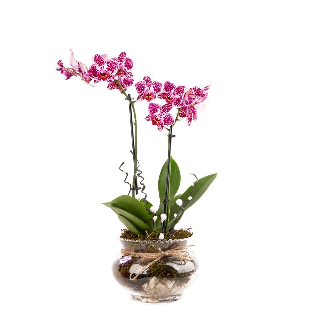 Composition with orchids (Multi) | ծաղիկներ, ծաղկեպսակներ, բույսեր Երևան