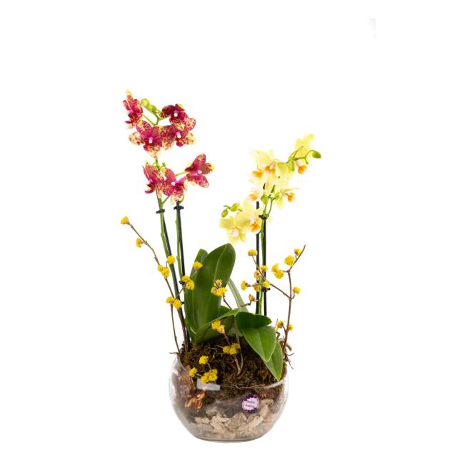 Composition with orchids (Multi) | ծաղիկներ, ծաղկեպսակներ, բույսեր - առաքում Երևան