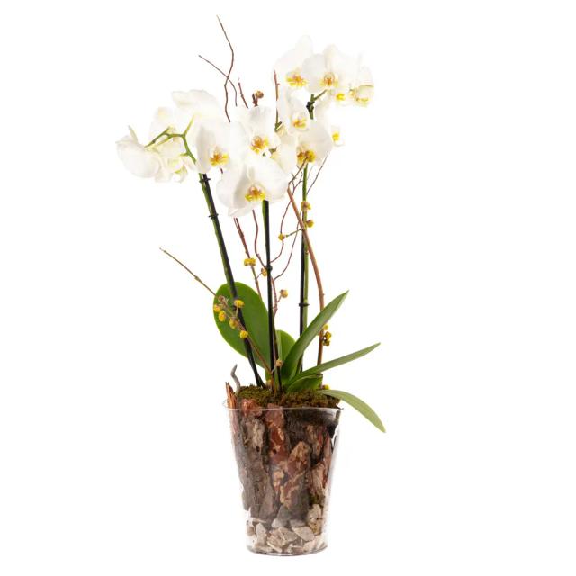 Composition with orchids | ծաղիկներ, ծաղկեպսակներ, բույսեր - առաքում Երևան