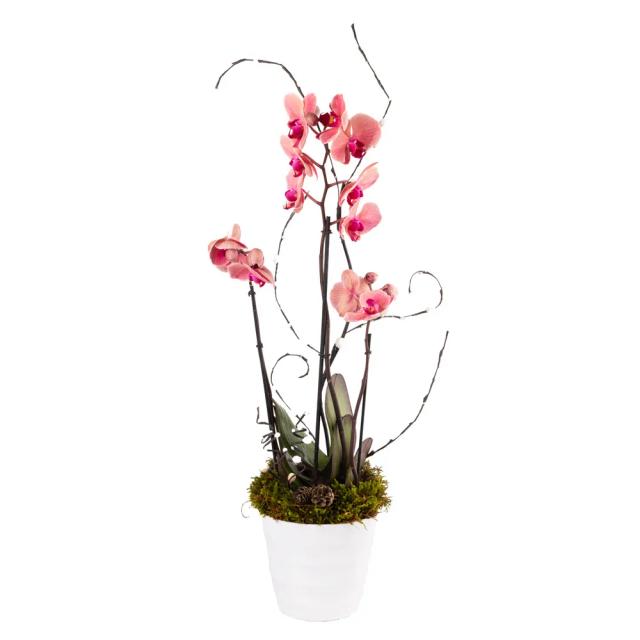 Composition with orchids | ծաղիկներ, ծաղկեպսակներ, բույսեր - առաքում Երևան