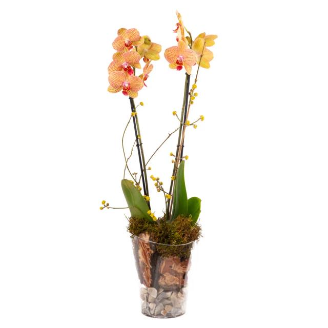 Composition with orchids | ծաղիկներ, ծաղկեպսակներ, բույսեր - առաքում Երևան