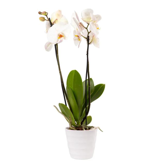 Orchid with decorative caspo | ծաղիկներ, ծաղկեպսակներ, բույսեր - առաքում Երևան