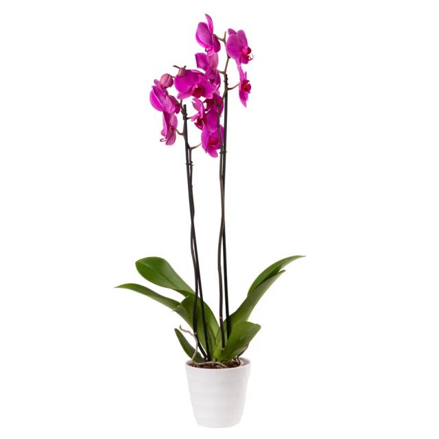 Orchid with decorative caspo | ծաղիկներ, ծաղկեպսակներ, բույսեր - առաքում Երևան