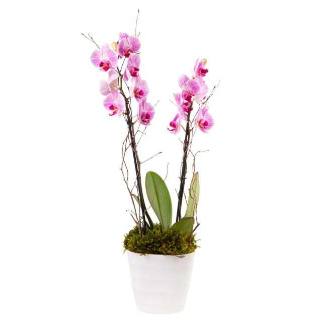 Orchid with decorative caspo | ծաղիկներ, ծաղկեպսակներ, բույսեր - առաքում Երևան