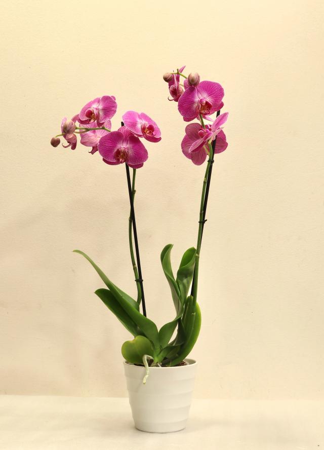 Orchid | ծաղիկներ, ծաղկեպսակներ, բույսեր - առաքում Երևան