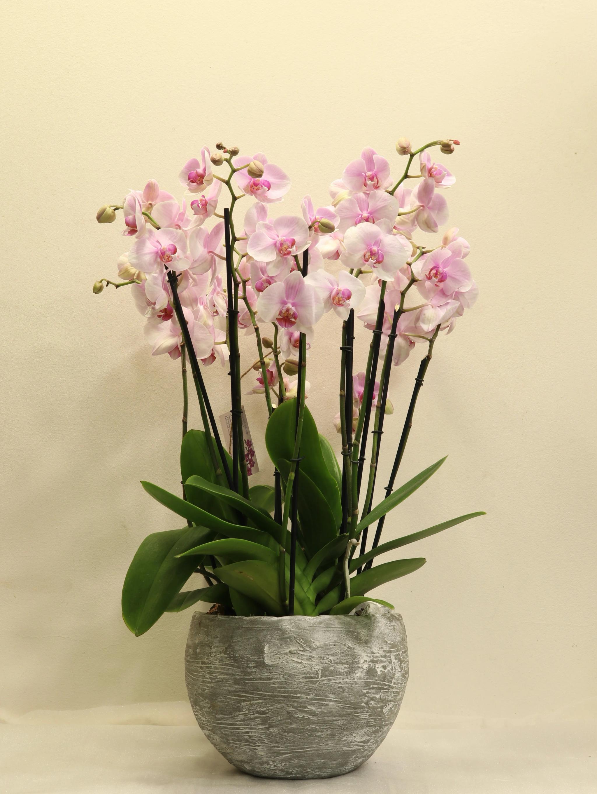 Composition with orchids | ծաղիկներ, ծաղկեպսակներ, բույսեր Երևան