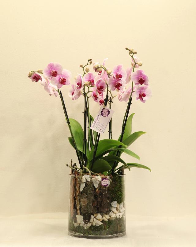 Composition with orchids | ծաղիկներ, ծաղկեպսակներ, բույսեր - առաքում Երևան