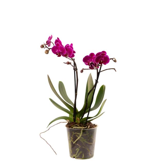 With orchids (Multi) | ծաղիկներ, ծաղկեպսակներ, բույսեր - առաքում Երևան