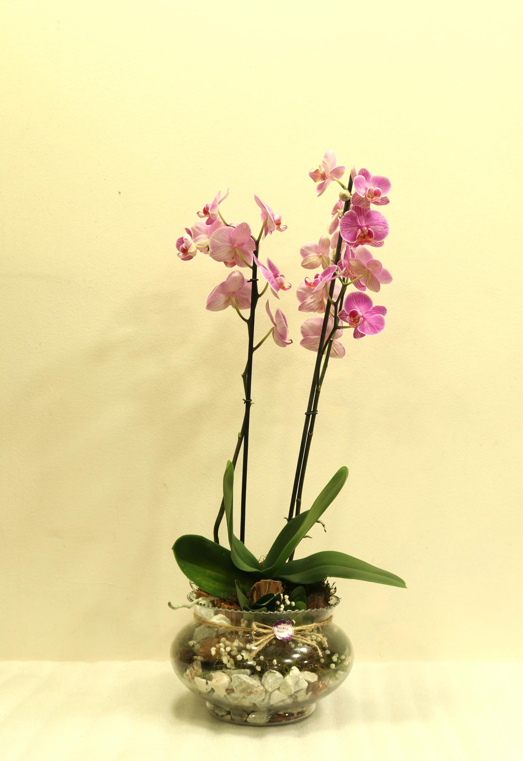 Orchid Composition | ծաղիկներ, ծաղկեպսակներ, բույսեր Երևան