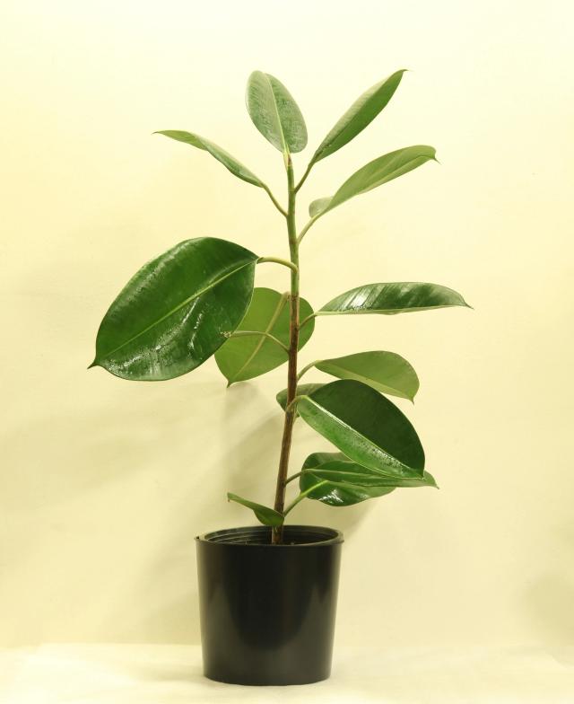 Ficus elastica | ծաղիկներ, ծաղկեպսակներ, բույսեր - առաքում Երևան