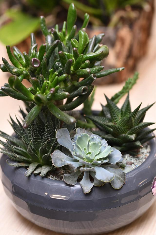 Succulent composition | ծաղիկներ, ծաղկեպսակներ, բույսեր - առաքում Երևան