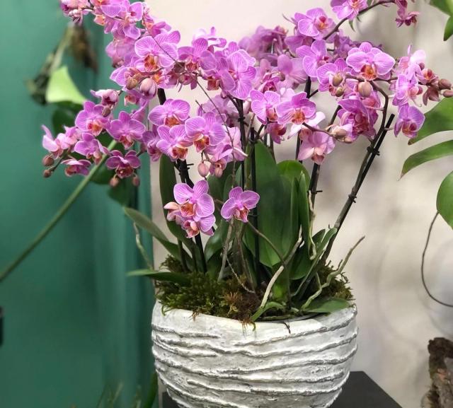 Composition with orchids | ծաղիկներ, ծաղկեպսակներ, բույսեր - առաքում Երևան