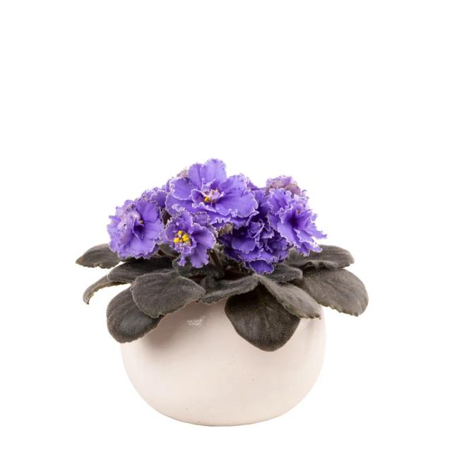 Violet | ծաղիկներ, ծաղկեպսակներ, բույսեր - առաքում Երևան