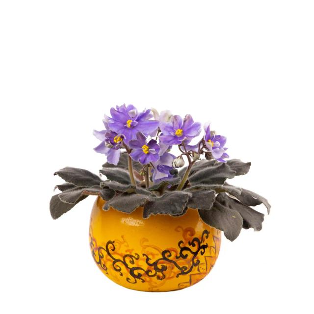 Violet | ծաղիկներ, ծաղկեպսակներ, բույսեր - առաքում Երևան