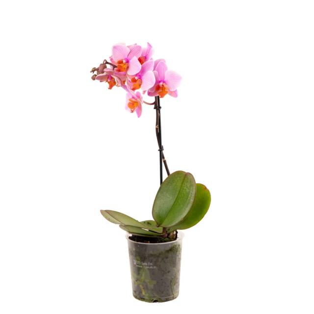 Orchid (multi) | ծաղիկներ, ծաղկեպսակներ, բույսեր - առաքում Երևան