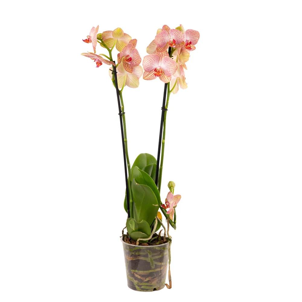 Orchid | ծաղիկներ, ծաղկեպսակներ, բույսեր - առաքում Երևան